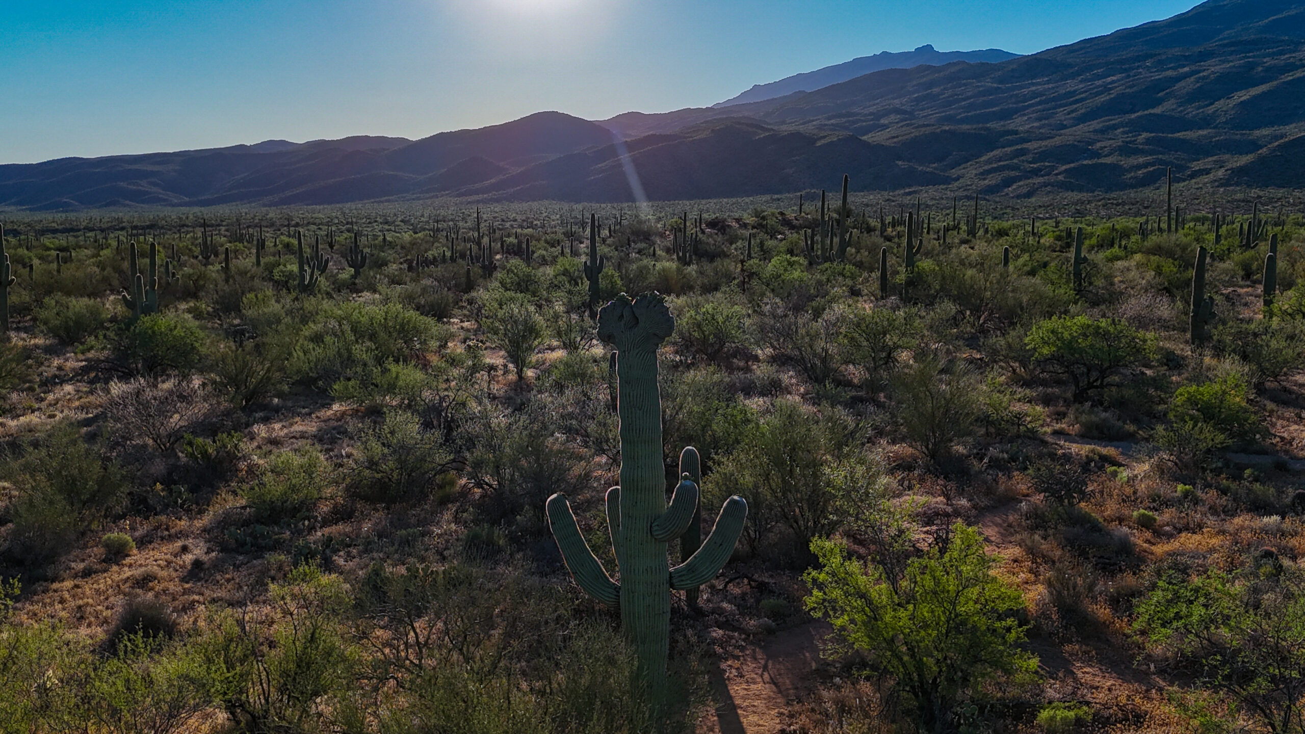 Crested Saguaro in Sonoran Desert