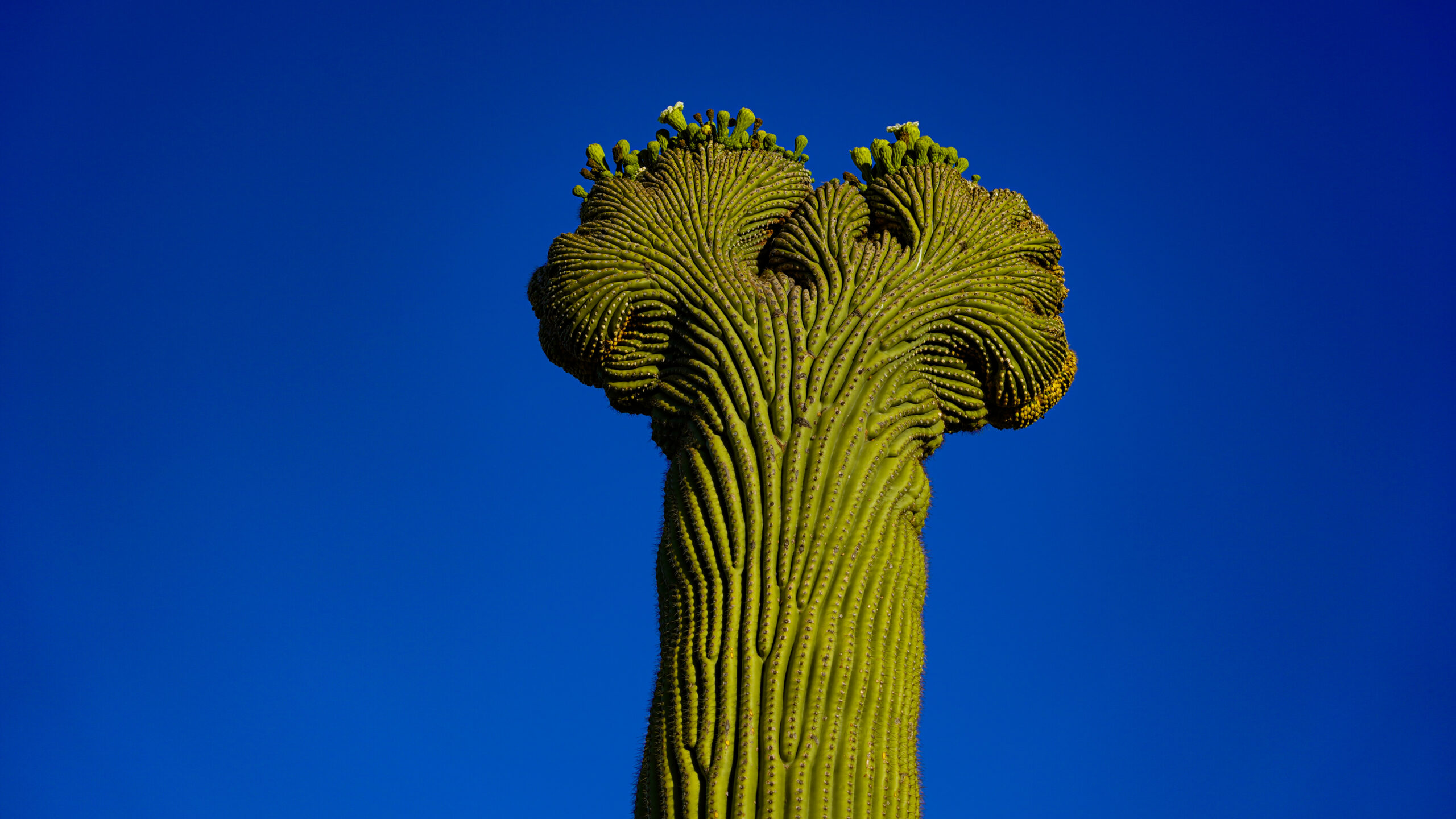 Crested Saguaro Cactus