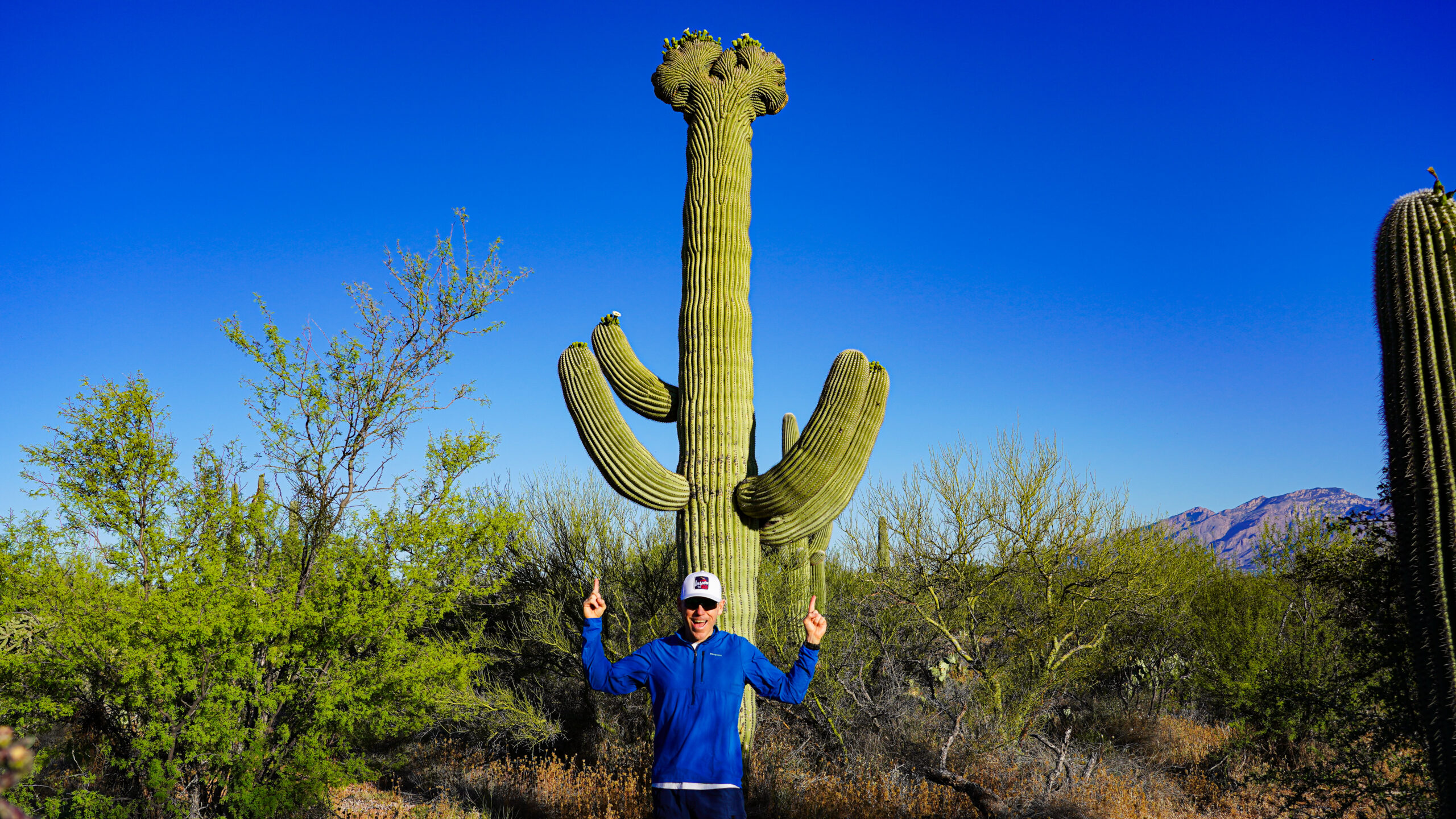 Crested Saguaro Cacti