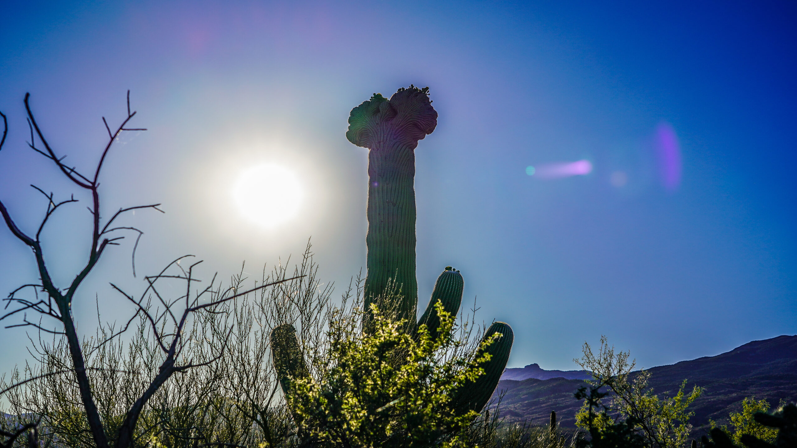 Crested Saguaro Cactus