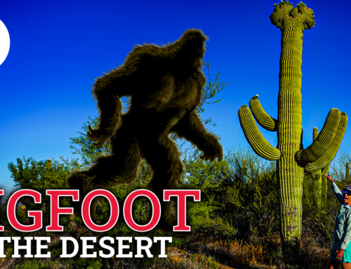 Crested Saguaro Cactus a Wonder of the Sonoran Desert