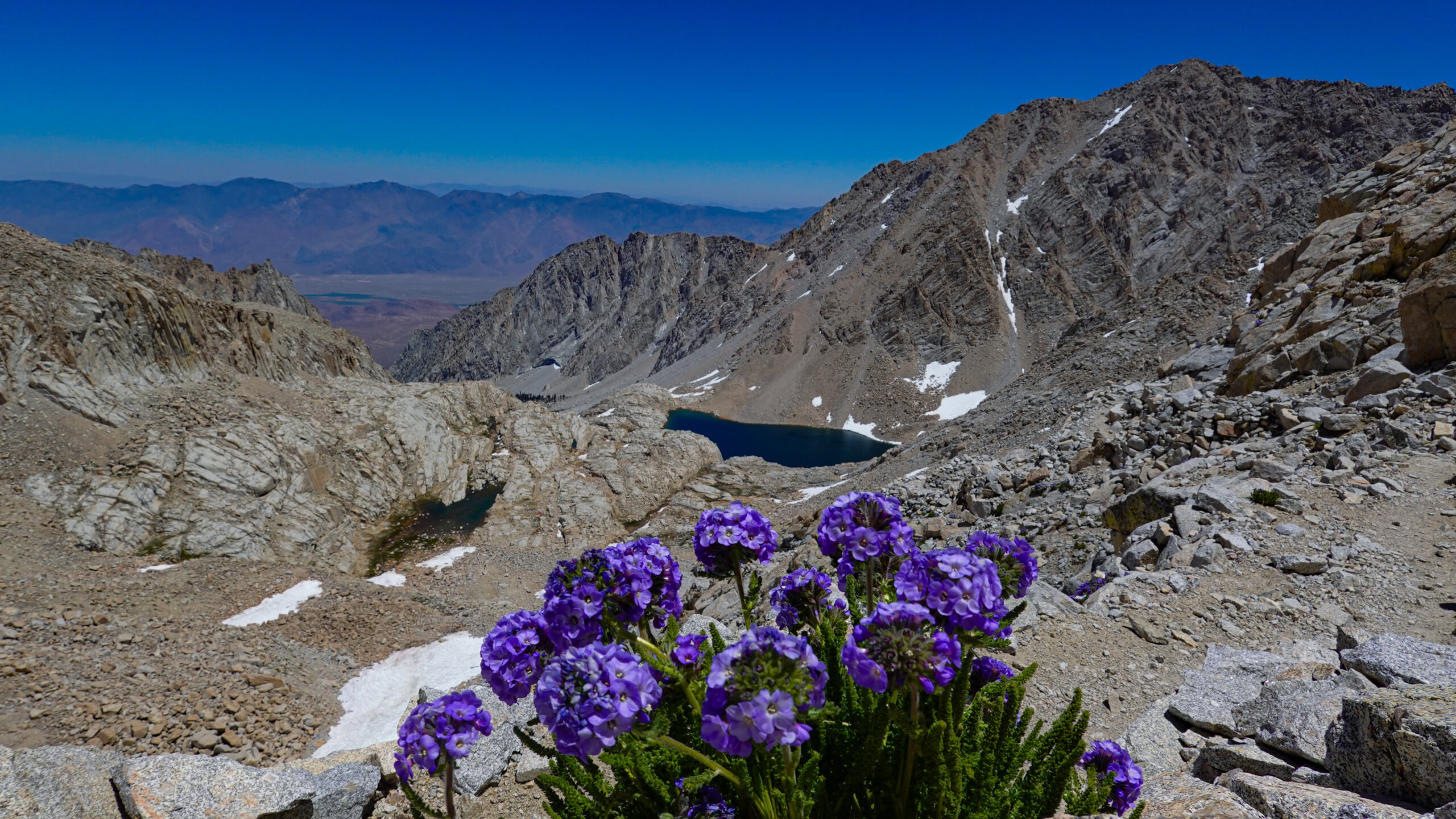 flowers in Mt Whitney