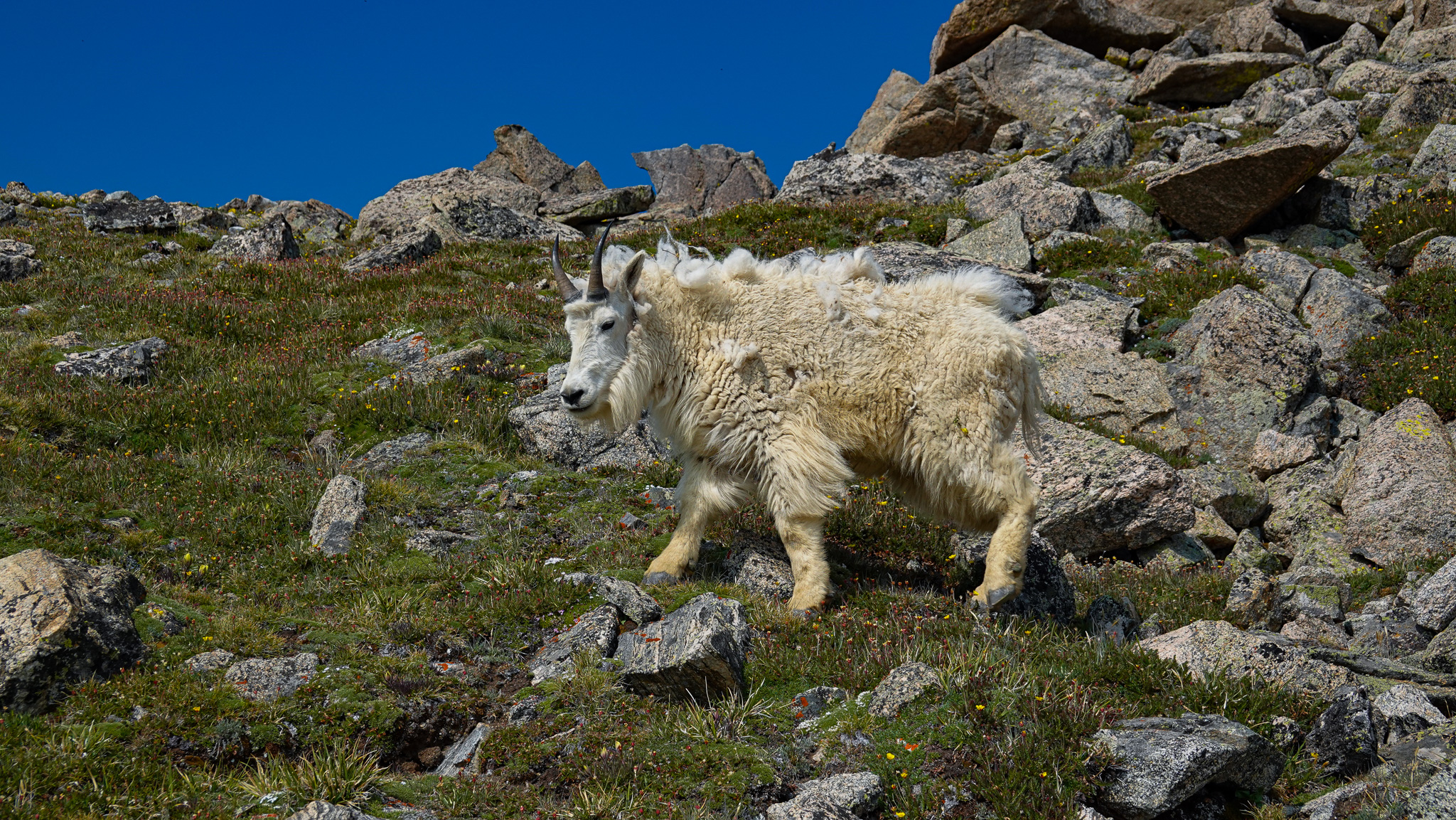 Mt Massive Mt Goat