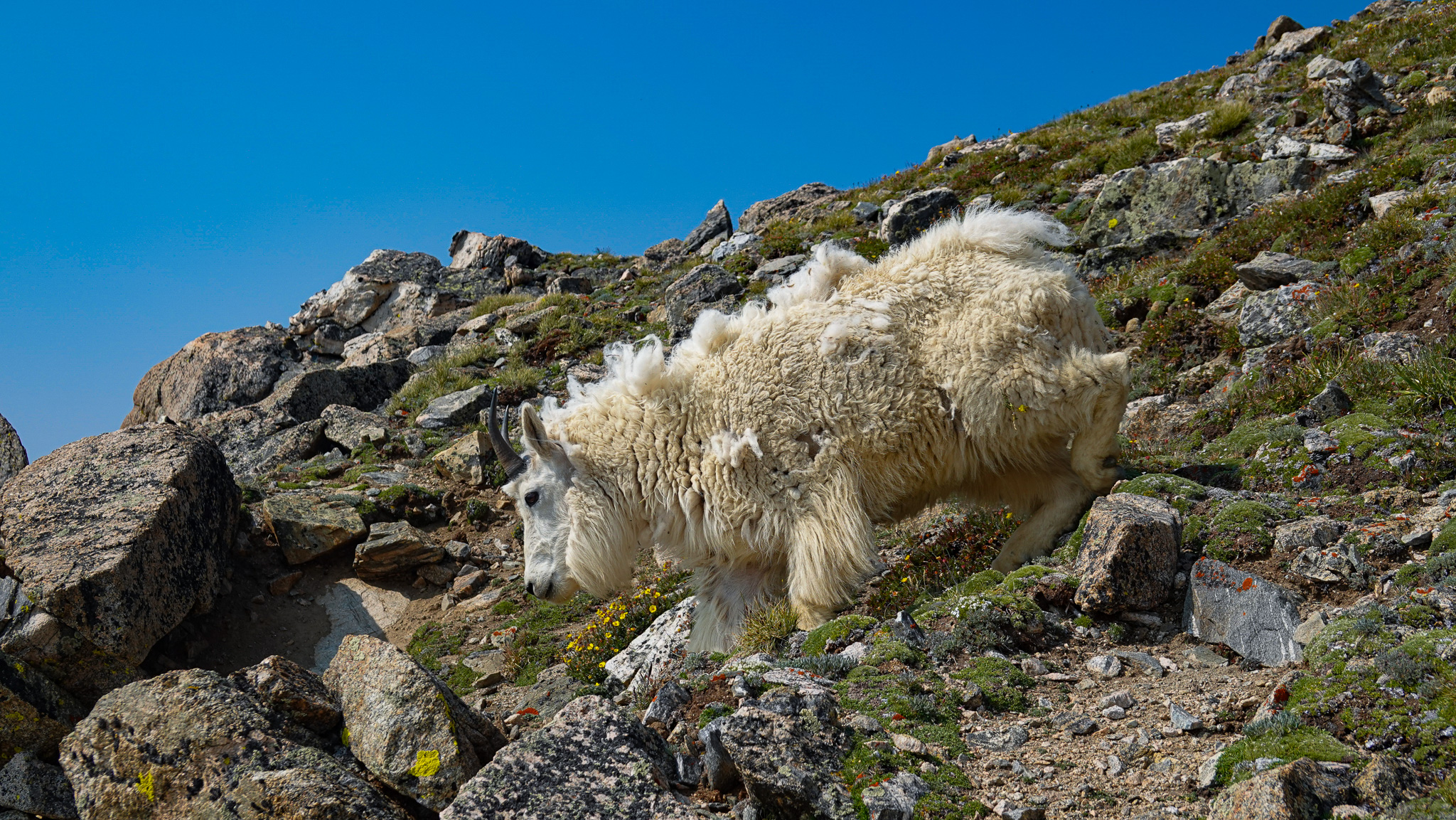 Mt Massive Mt Goat