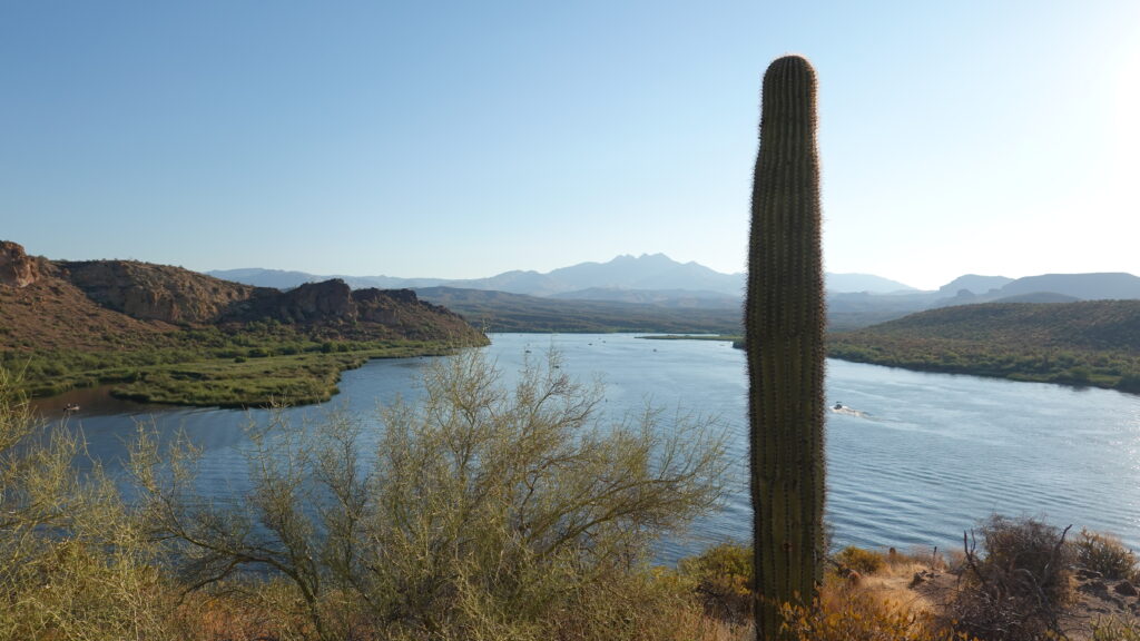 Saguaro Lake Cactus